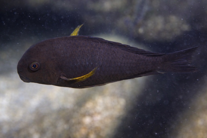 Tropheus sp. 'kipili' Kasisi Island